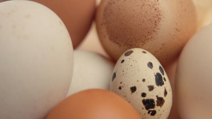 Białe i brązowe jaja klasa L